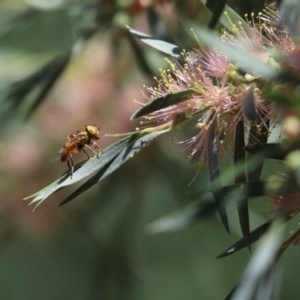 Eristalinus punctulatus at Cook, ACT - 27 Nov 2020