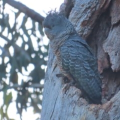 Callocephalon fimbriatum (Gang-gang Cockatoo) at GG149 - 29 Nov 2020 by roymcd