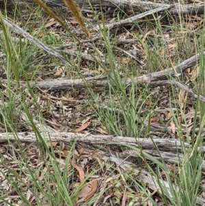 Austrostipa densiflora at Downer, ACT - 29 Nov 2020 12:56 PM