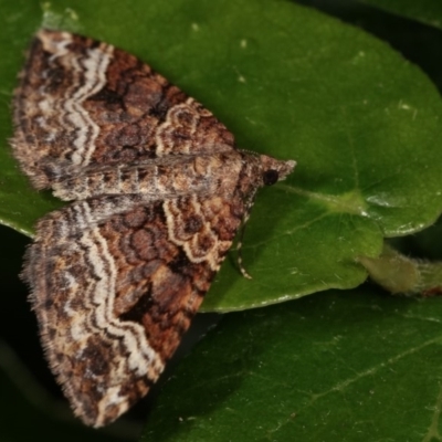 Epyaxa subidaria (Subidaria Moth) at Melba, ACT - 13 Nov 2020 by kasiaaus