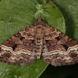 Epyaxa subidaria at Melba, ACT - 13 Nov 2020