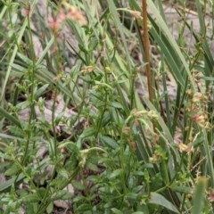 Gonocarpus tetragynus (Common Raspwort) at Downer, ACT - 29 Nov 2020 by abread111