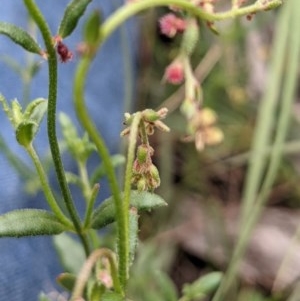 Gonocarpus tetragynus at Downer, ACT - 30 Nov 2020 12:32 AM