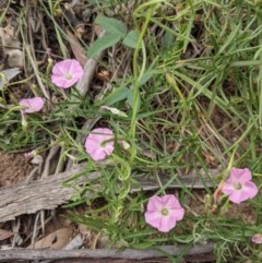 Convolvulus angustissimus subsp. angustissimus (Australian Bindweed) at Mount Majura - 29 Nov 2020 by abread111