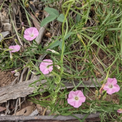 Convolvulus angustissimus subsp. angustissimus (Australian Bindweed) at Mount Majura - 29 Nov 2020 by abread111