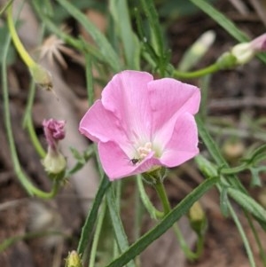 Convolvulus angustissimus subsp. angustissimus at Downer, ACT - 29 Nov 2020 01:59 PM