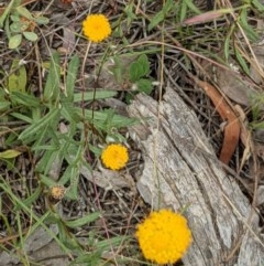 Leptorhynchos squamatus (Scaly Buttons) at Majura, ACT - 29 Nov 2020 by abread111