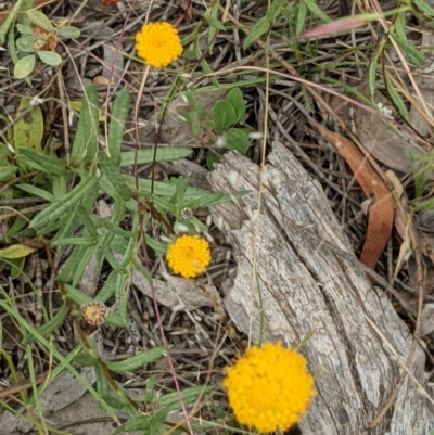 Leptorhynchos squamatus (Scaly Buttons) at Majura, ACT - 29 Nov 2020 by abread111