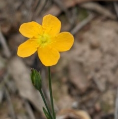 Hypericum gramineum (Small St Johns Wort) at Mount Majura - 29 Nov 2020 by abread111