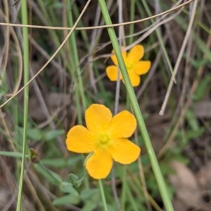 Hypericum gramineum at Downer, ACT - 29 Nov 2020