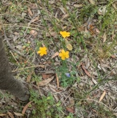 Hypericum gramineum at Downer, ACT - 29 Nov 2020