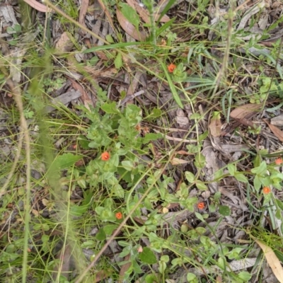 Lysimachia arvensis (Scarlet Pimpernel) at Mount Majura - 29 Nov 2020 by abread111