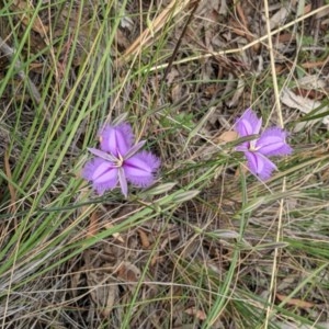 Thysanotus tuberosus subsp. tuberosus at Downer, ACT - 30 Nov 2020 12:37 AM