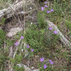 Thysanotus tuberosus subsp. tuberosus at Downer, ACT - 30 Nov 2020 12:37 AM