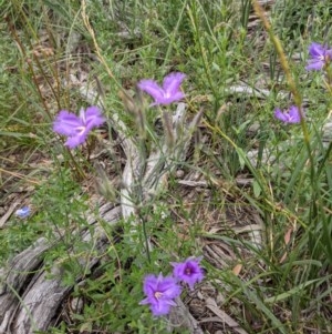 Thysanotus tuberosus subsp. tuberosus at Downer, ACT - 30 Nov 2020 12:37 AM