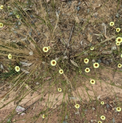 Tolpis barbata (Yellow Hawkweed) at Hackett, ACT - 29 Nov 2020 by abread111