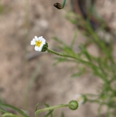 Vittadinia muelleri (Narrow-leafed New Holland Daisy) at Hackett, ACT - 29 Nov 2020 by abread111