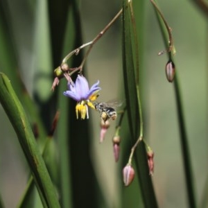 Lipotriches (Austronomia) ferricauda at Cook, ACT - 27 Nov 2020