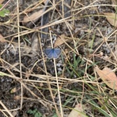 Zizina otis (Common Grass-Blue) at Goorooyarroo NR (ACT) - 29 Nov 2020 by simonstratford