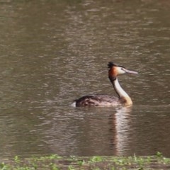 Podiceps cristatus (Great Crested Grebe) at Albury - 29 Nov 2020 by KylieWaldon