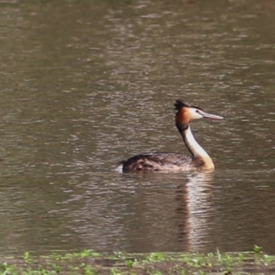 Podiceps cristatus (Great Crested Grebe) at Splitters Creek, NSW - 29 Nov 2020 by Kyliegw