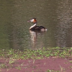 Podiceps cristatus at Splitters Creek, NSW - 29 Nov 2020 10:30 PM