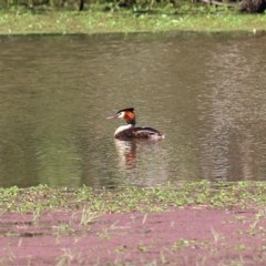 Podiceps cristatus at Splitters Creek, NSW - 29 Nov 2020 10:30 PM