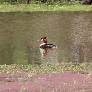Podiceps cristatus at Splitters Creek, NSW - 29 Nov 2020 10:30 PM