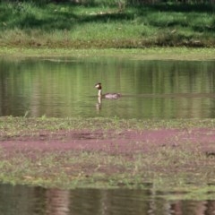 Podiceps cristatus at Splitters Creek, NSW - 29 Nov 2020 10:30 PM