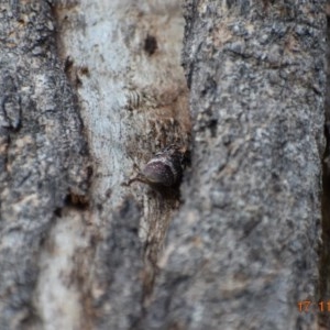 Platybrachys sp. (genus) at Weston, ACT - 30 Nov 2020