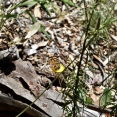 Vanessa kershawi (Australian Painted Lady) at Fowles St. Woodland, Weston - 30 Nov 2020 by AliceH