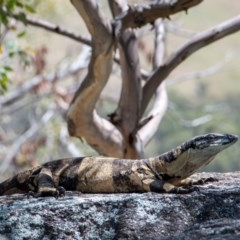 Varanus varius (Lace Monitor) at Frogmore, NSW - 6 Nov 2020 by b