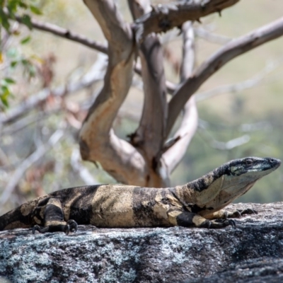 Varanus varius (Lace Monitor) at suppressed - 6 Nov 2020 by b