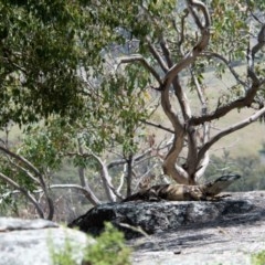 Varanus varius at Frogmore, NSW - 6 Nov 2020