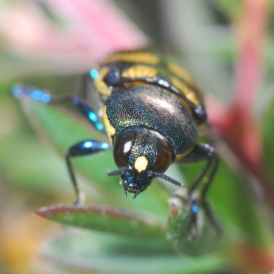 Castiarina octospilota (A Jewel Beetle) at Black Mountain - 24 Nov 2020 by Harrisi
