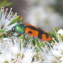 Castiarina scalaris (Scalaris jewel beetle) at Mount Jerrabomberra QP - 25 Nov 2020 by Harrisi