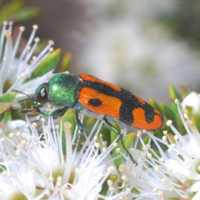 Castiarina scalaris (Scalaris jewel beetle) at Jerrabomberra, NSW - 25 Nov 2020 by Harrisi