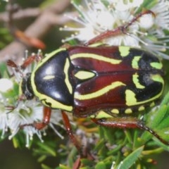 Eupoecila australasiae (Fiddler Beetle) at Mount Jerrabomberra - 25 Nov 2020 by Harrisi