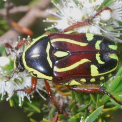 Eupoecila australasiae (Fiddler Beetle) at Mount Jerrabomberra - 25 Nov 2020 by Harrisi