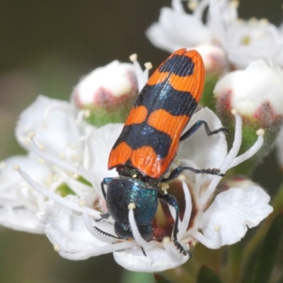 Castiarina crenata (Jewel beetle) at Jerrabomberra, NSW - 26 Nov 2020 by Harrisi