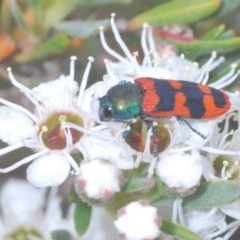 Castiarina crenata at Jerrabomberra, NSW - 26 Nov 2020 05:00 AM