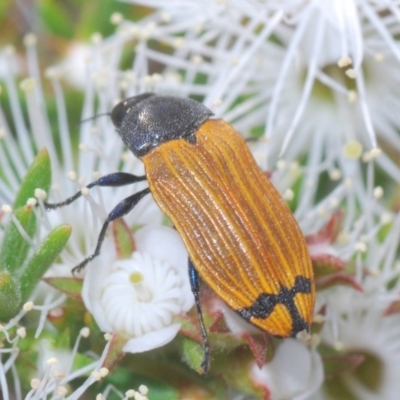 Castiarina balteata (A jewel beetle) at Jerrabomberra, NSW - 25 Nov 2020 by Harrisi