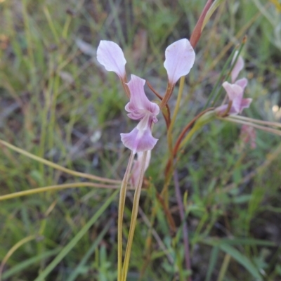 Diuris dendrobioides (Late Mauve Doubletail) at Tuggeranong Hill - 29 Nov 2020 by michaelb