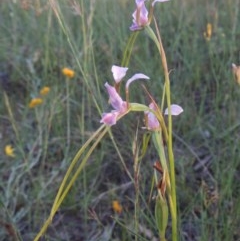 Diuris dendrobioides at suppressed - 30 Nov 2020