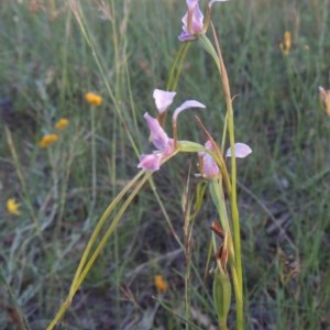 Diuris dendrobioides at suppressed - 30 Nov 2020