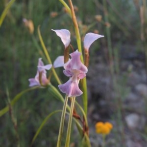 Diuris dendrobioides at suppressed - 30 Nov 2020