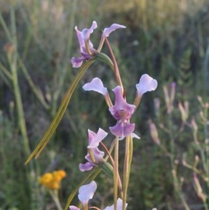 Diuris dendrobioides at suppressed - suppressed