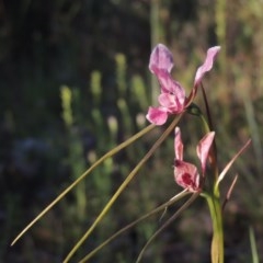 Diuris dendrobioides (Late Mauve Doubletail) by MichaelBedingfield