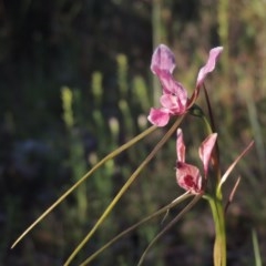 Diuris dendrobioides (Late Mauve Doubletail) at Tuggeranong Hill - 29 Nov 2020 by michaelb