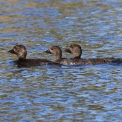 Biziura lobata (Musk Duck) at Splitters Creek, NSW - 29 Nov 2020 by KylieWaldon